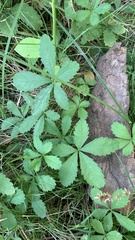 Potentilla reptans
