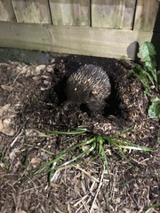 Tachyglossus aculeatus