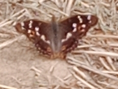 Apatura ilia
