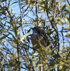 Plectorhyncha lanceolata