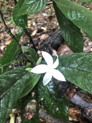 Atractocarpus hirtus