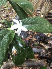 Atractocarpus hirtus