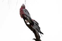 Eolophus roseicapilla