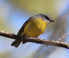 Eopsaltria australis