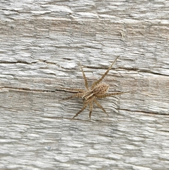 Lycosidae