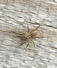 Lycosidae