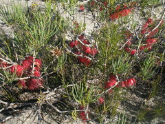 Melaleuca protumida