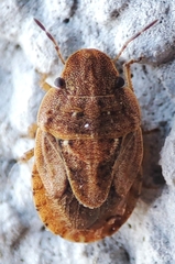 Sciocoris