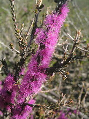 Melaleuca suberosa