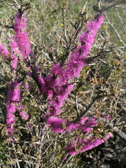 Melaleuca suberosa