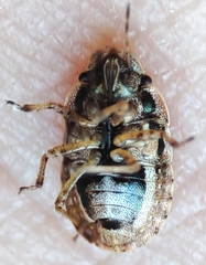 Sciocoris
