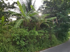 Musa × paradisiaca