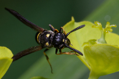 Symmorphus bifasciatus