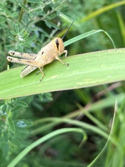 Schistocerca americana