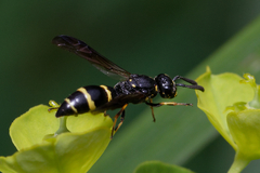 Symmorphus bifasciatus