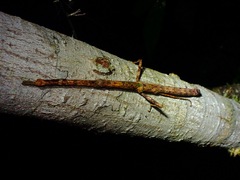 Mnesilochus palawanicus