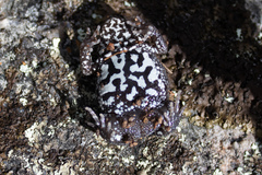 Pseudophryne bibronii