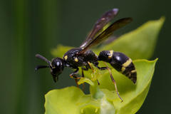 Symmorphus bifasciatus