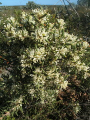 Hakea preissii