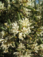 Hakea preissii