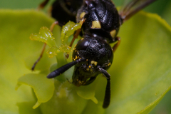 Symmorphus bifasciatus