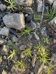 Cyperus brevifolius