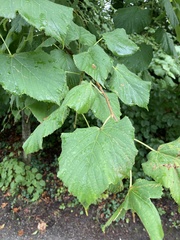 Tilia platyphyllos
