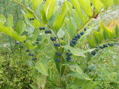 Polygonatum multiflorum