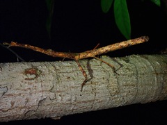 Mnesilochus palawanicus