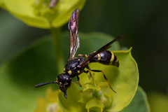 Symmorphus bifasciatus