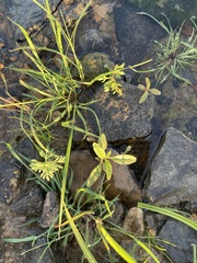 Cyperus brevifolius