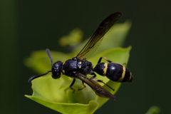 Symmorphus bifasciatus