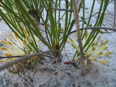 Petrophile longifolia