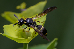 Symmorphus bifasciatus