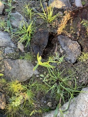 Cyperus brevifolius