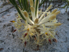 Petrophile longifolia