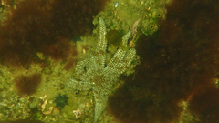 Coscinasterias muricata