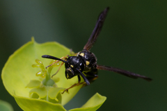 Symmorphus bifasciatus