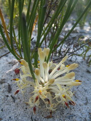 Petrophile longifolia
