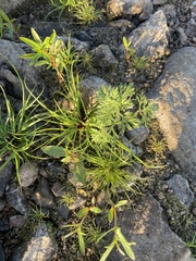 Cyperus brevifolius