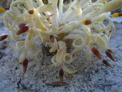 Petrophile longifolia