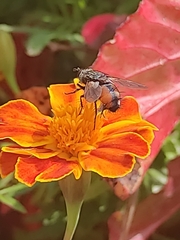 Eriothrix rufomaculata