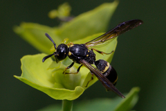 Symmorphus bifasciatus