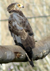 Polyboroides typus typus