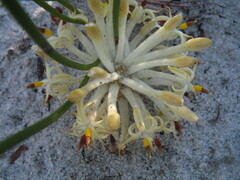 Petrophile longifolia