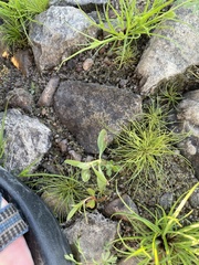 Cyperus brevifolius
