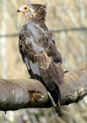 Polyboroides typus typus