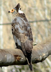 Polyboroides typus typus