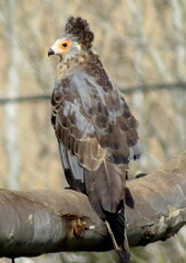 Polyboroides typus typus