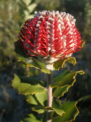 Banksia coccinea